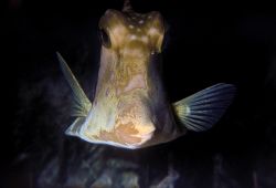 Smooth trunkfish at night. San Salvador, Bahamas. Fuji Qu... by Derek Zelmer 